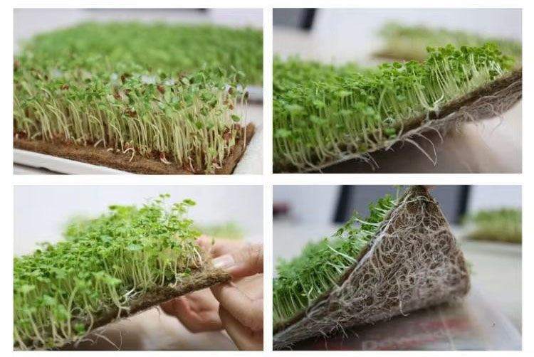 https://www.kenjoymedicalsupplies.com/microgreens-grow-mat-wholesale-product/